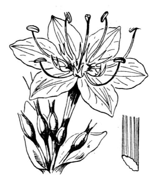 Lis de mer illyrien 23