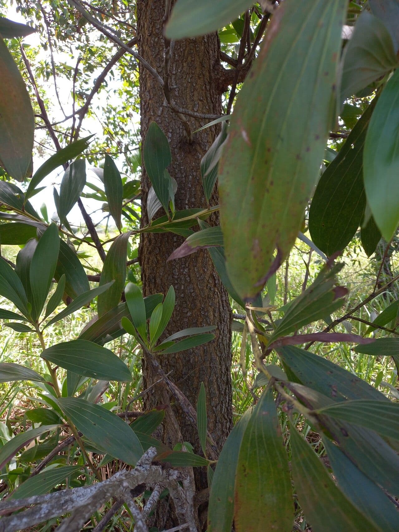 Akacja mangium 25
