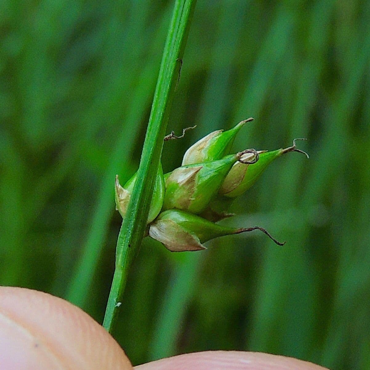 Wenigsamiger Sauerampfer 2
