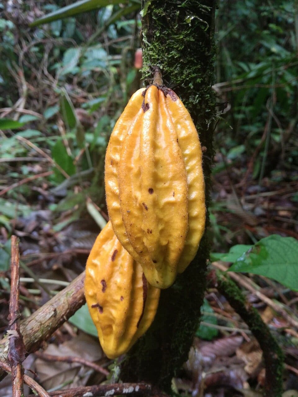 Herrania 2