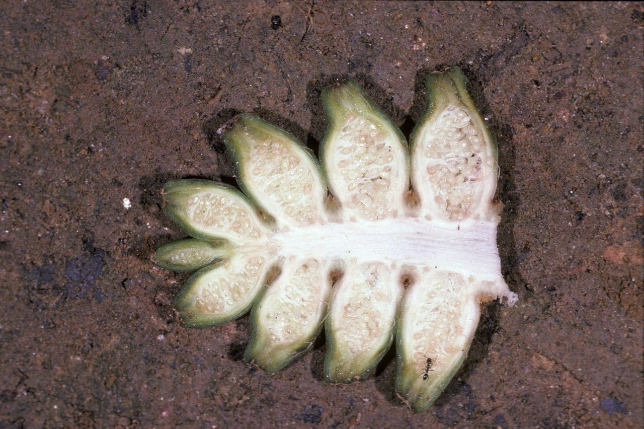 Cyclanthus 2