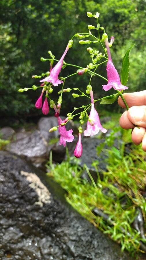 Strobilanthes 5