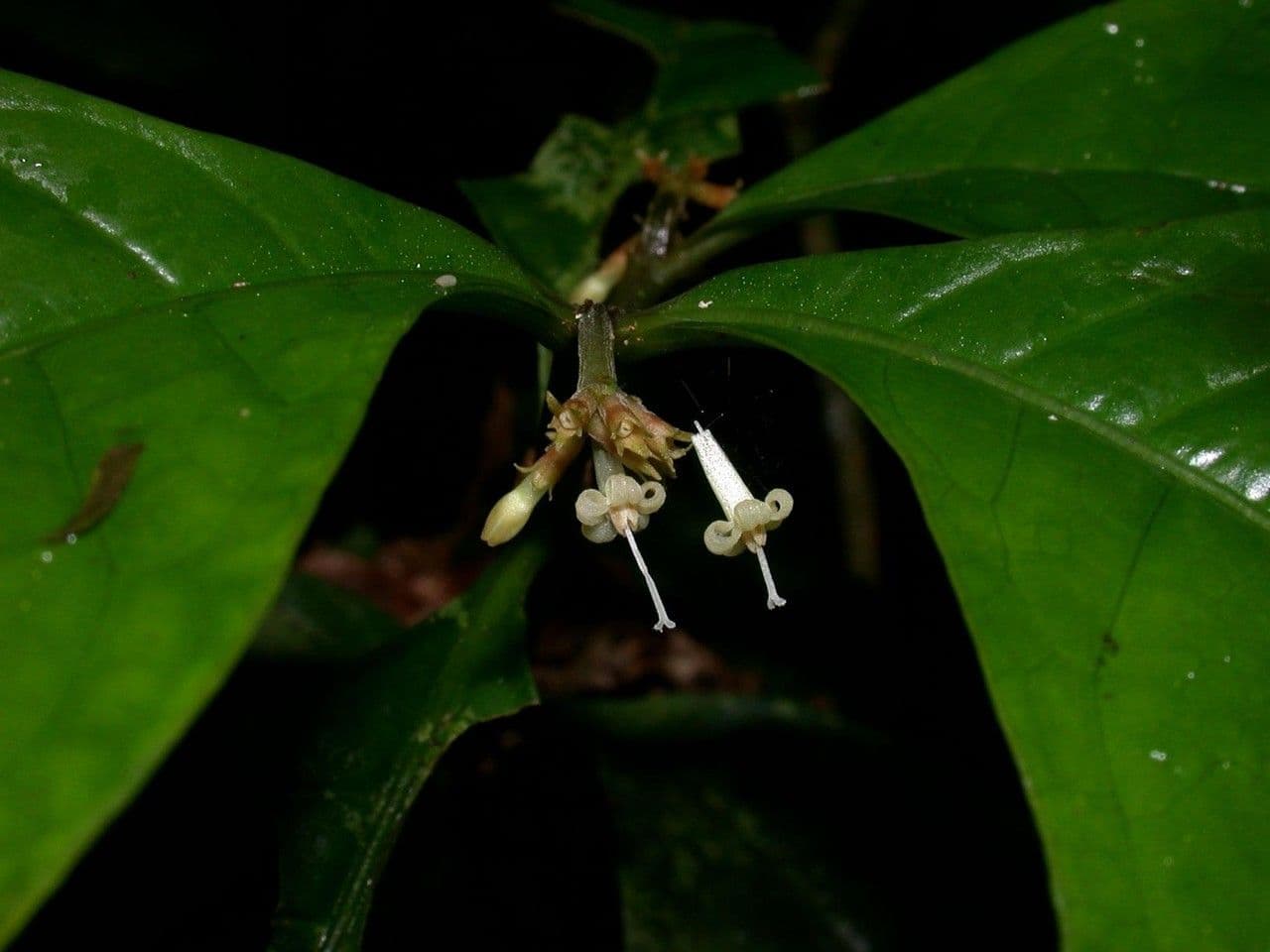 Eumachia 9
