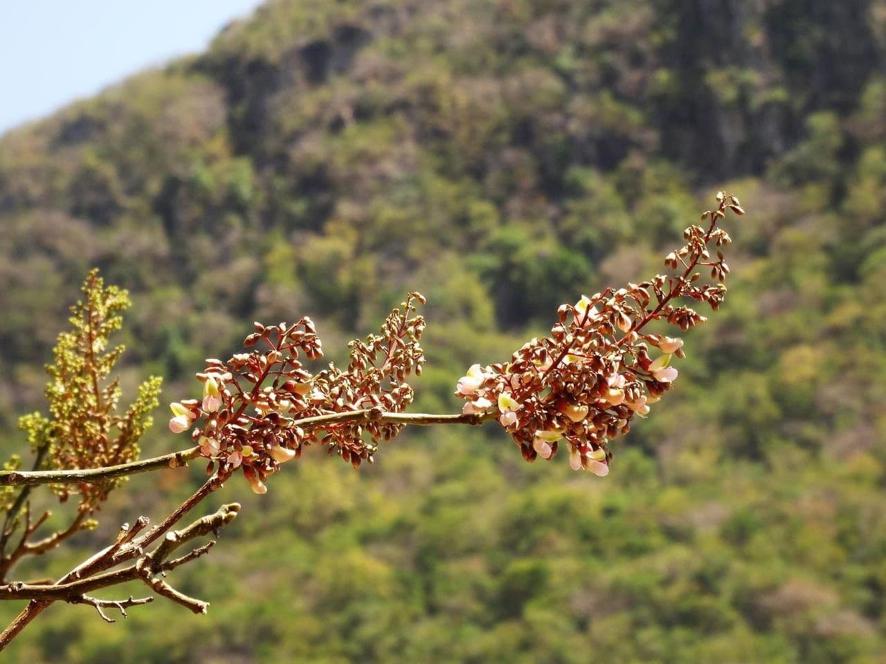 Piscidia carthagenensis
