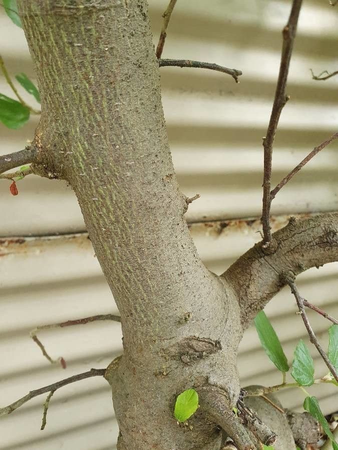 Ceanoto arboreo 21