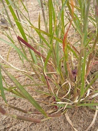 Triplasis purpurea 3