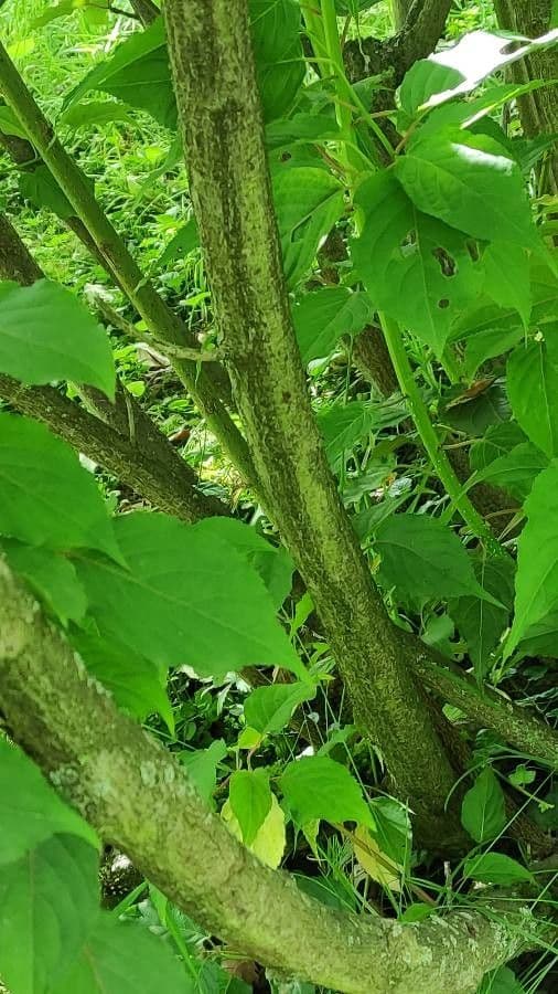 Chinese stachyurus 10