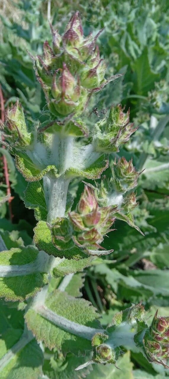 Salvia etiope 5