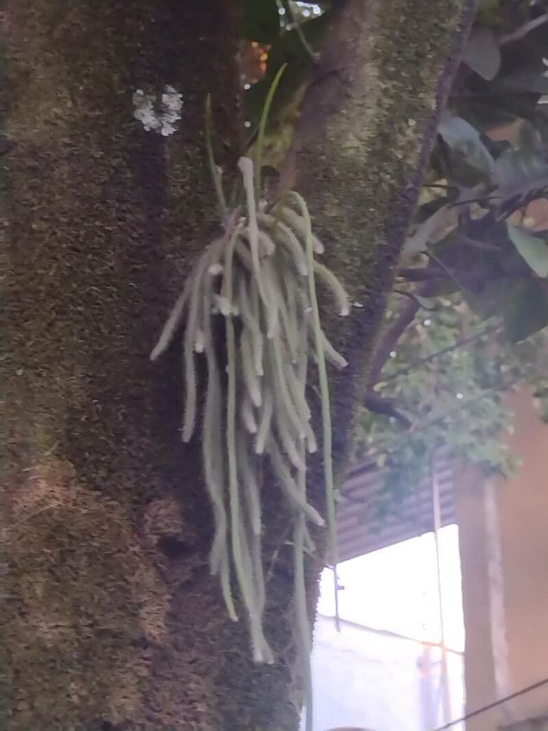 Rhipsalis 13