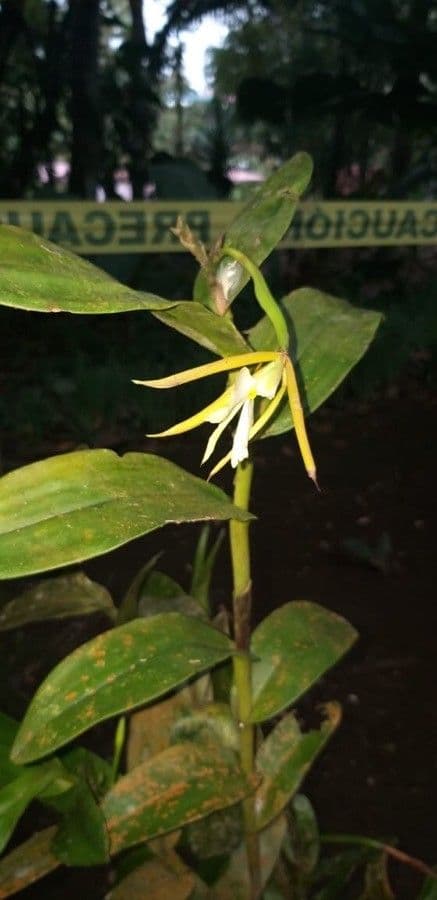 Orchidée nocturne 10