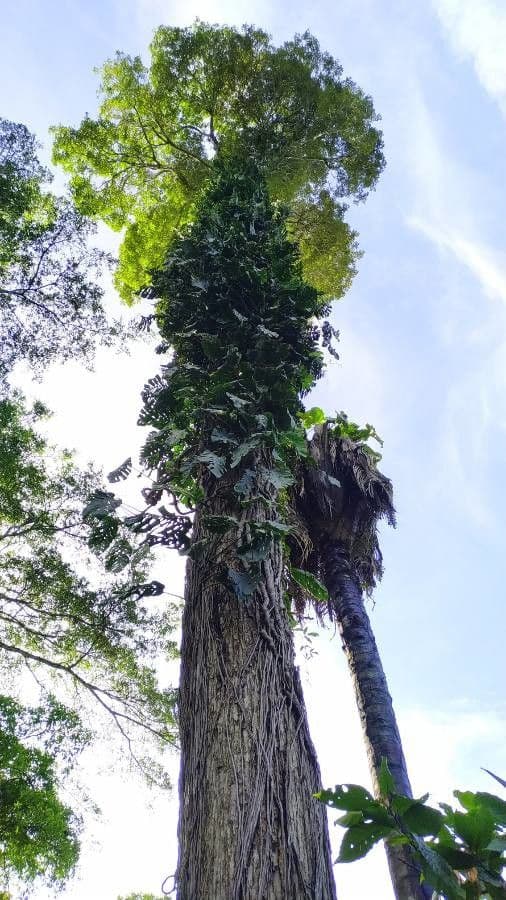 Monstera dubia 10