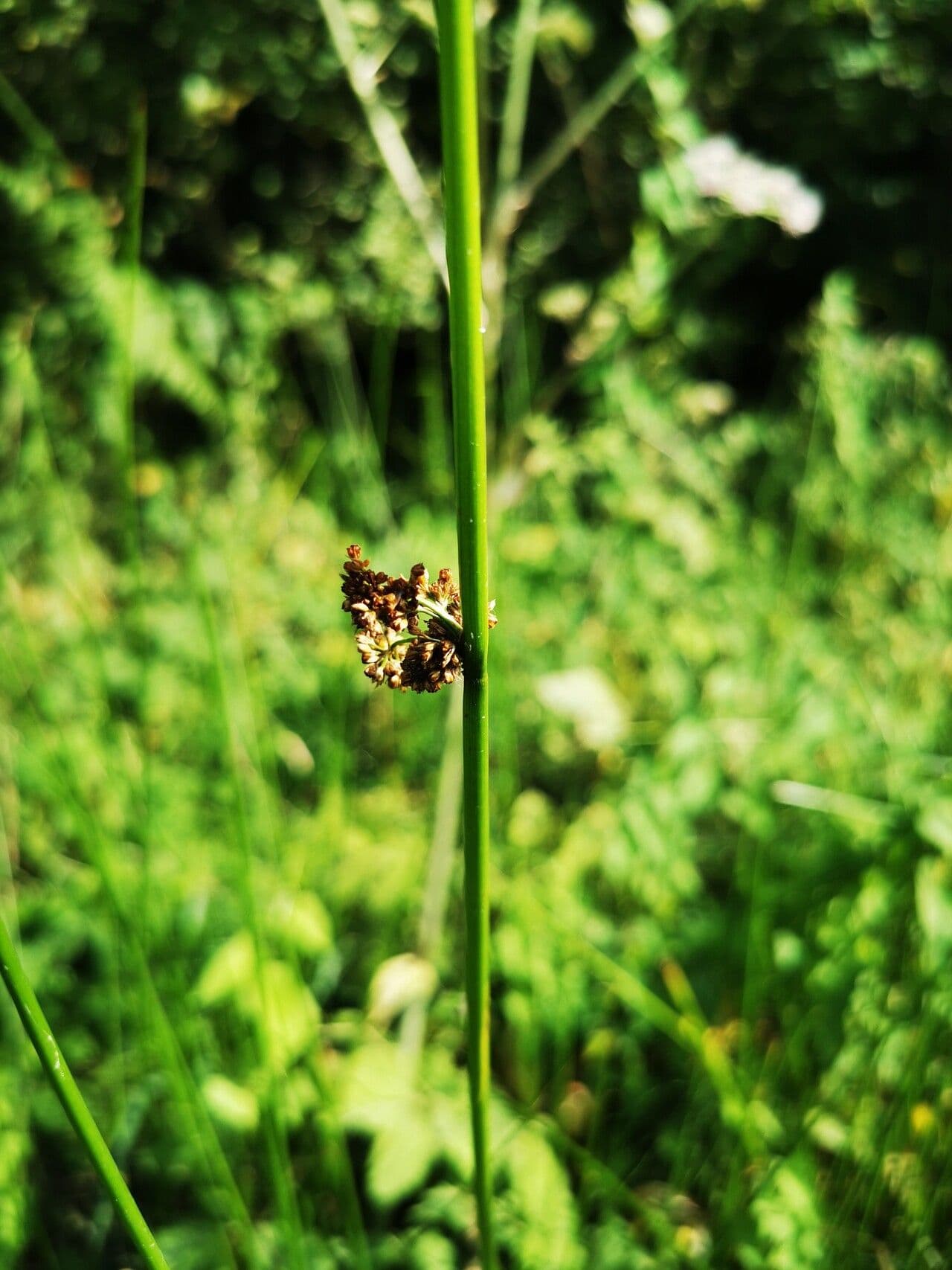 Giunco conglomerato 7
