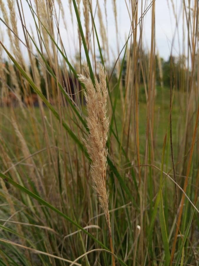 American beach grass