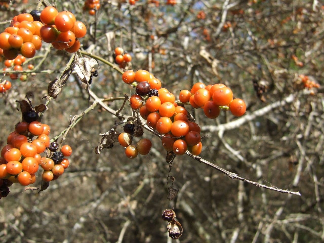 Zanthoxylum fagara