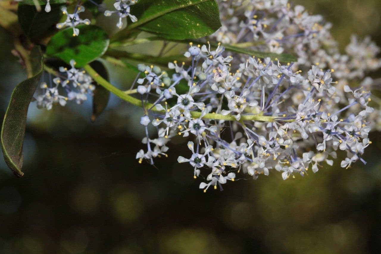 Dorniger Ceanothus