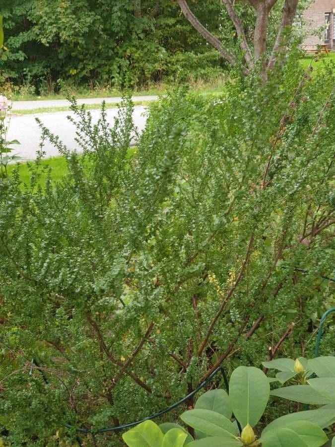 Prostanthera 12