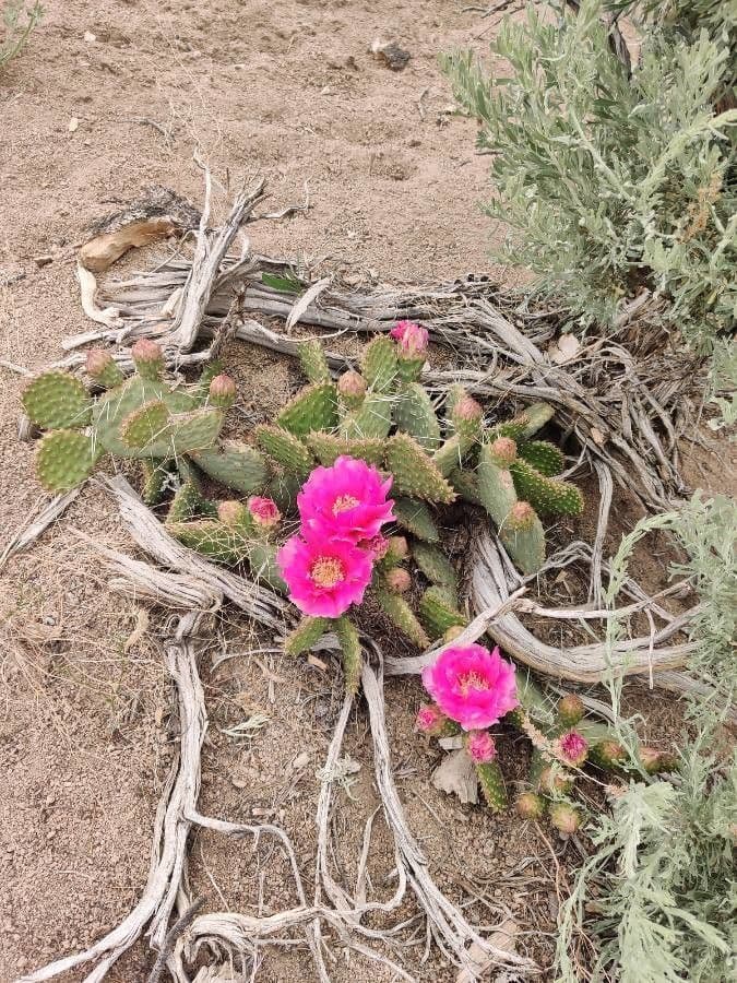 Nopal espinoso 9