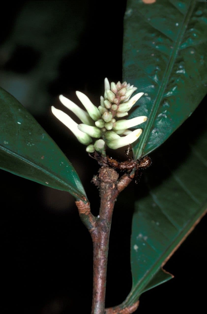 Amphirrhox