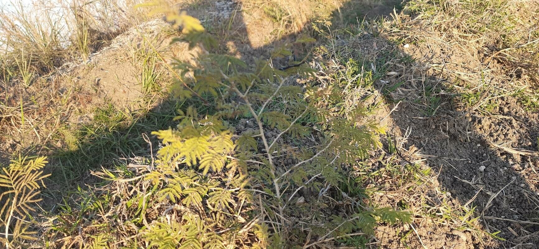 Prosopis 16
