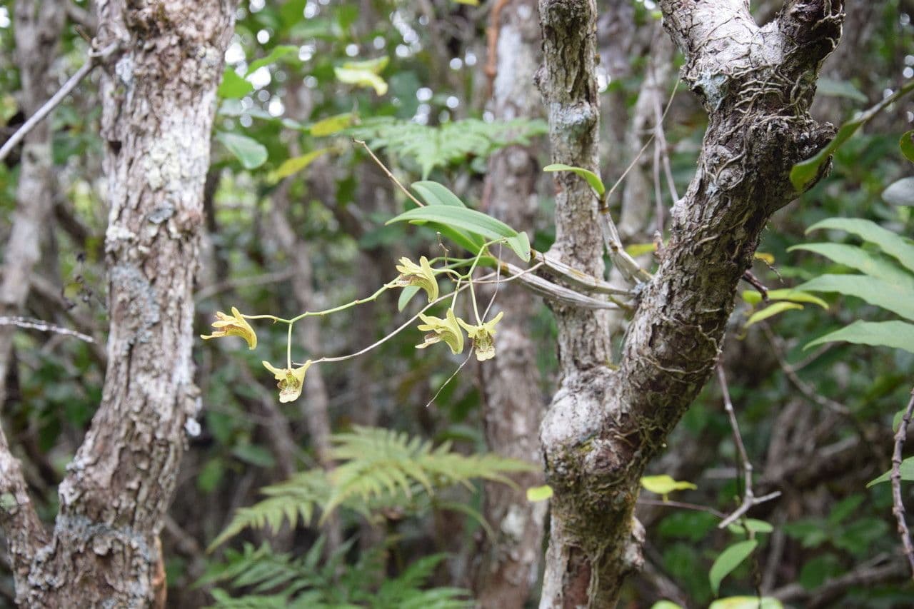 Dendrobium 8
