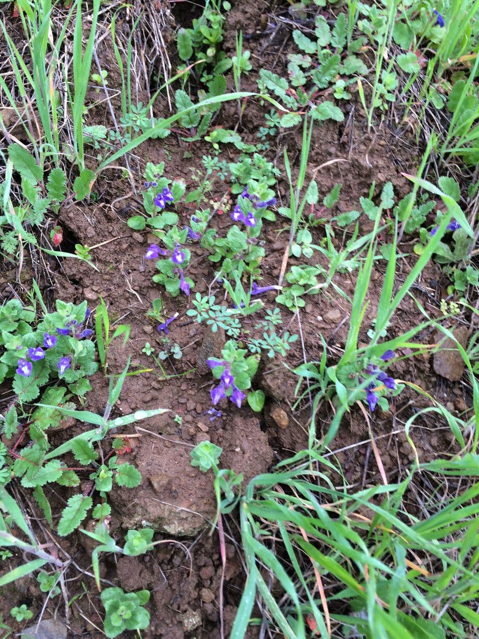 Scutellaria tuberosa 8