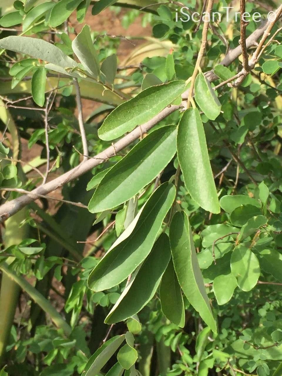 Grewia gialla 6