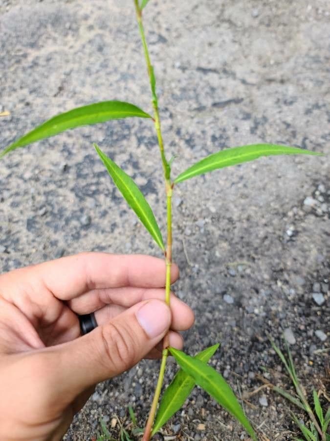 Poligono persicaria 30