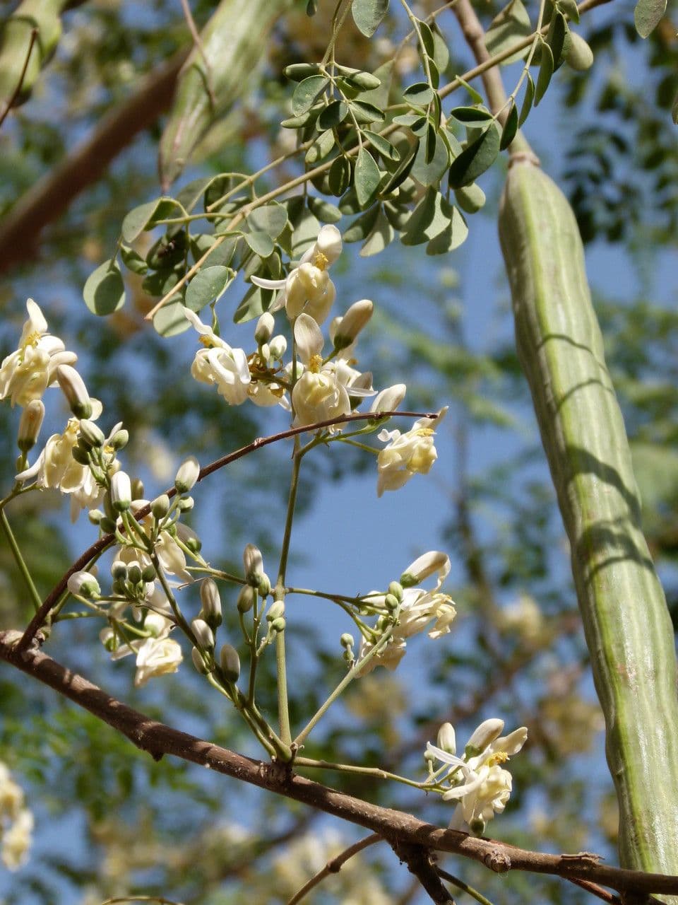 Moringa 27