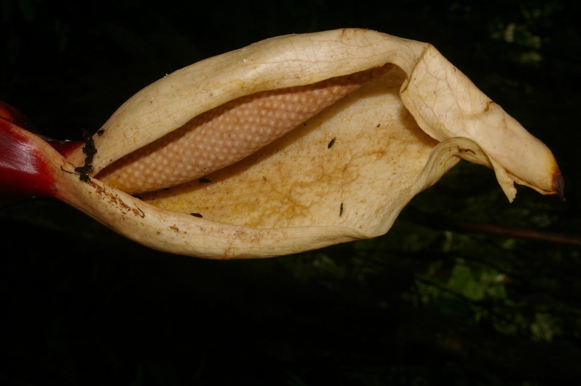 Xanthosoma