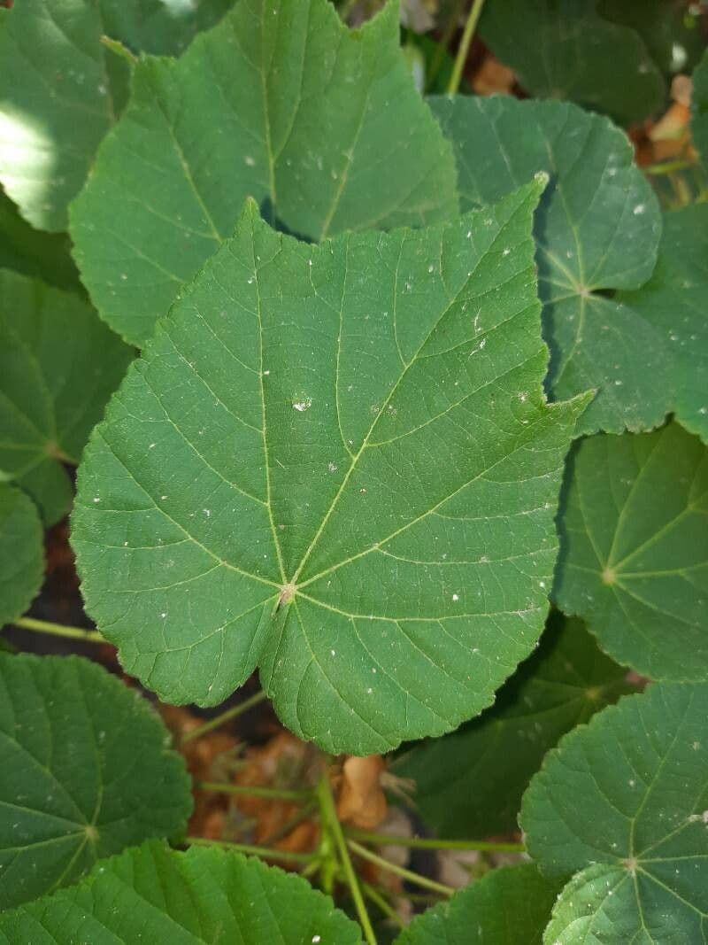 Dombeya 7