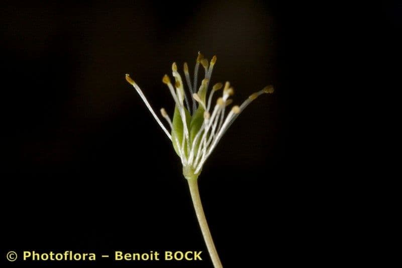 Glockenblume 4