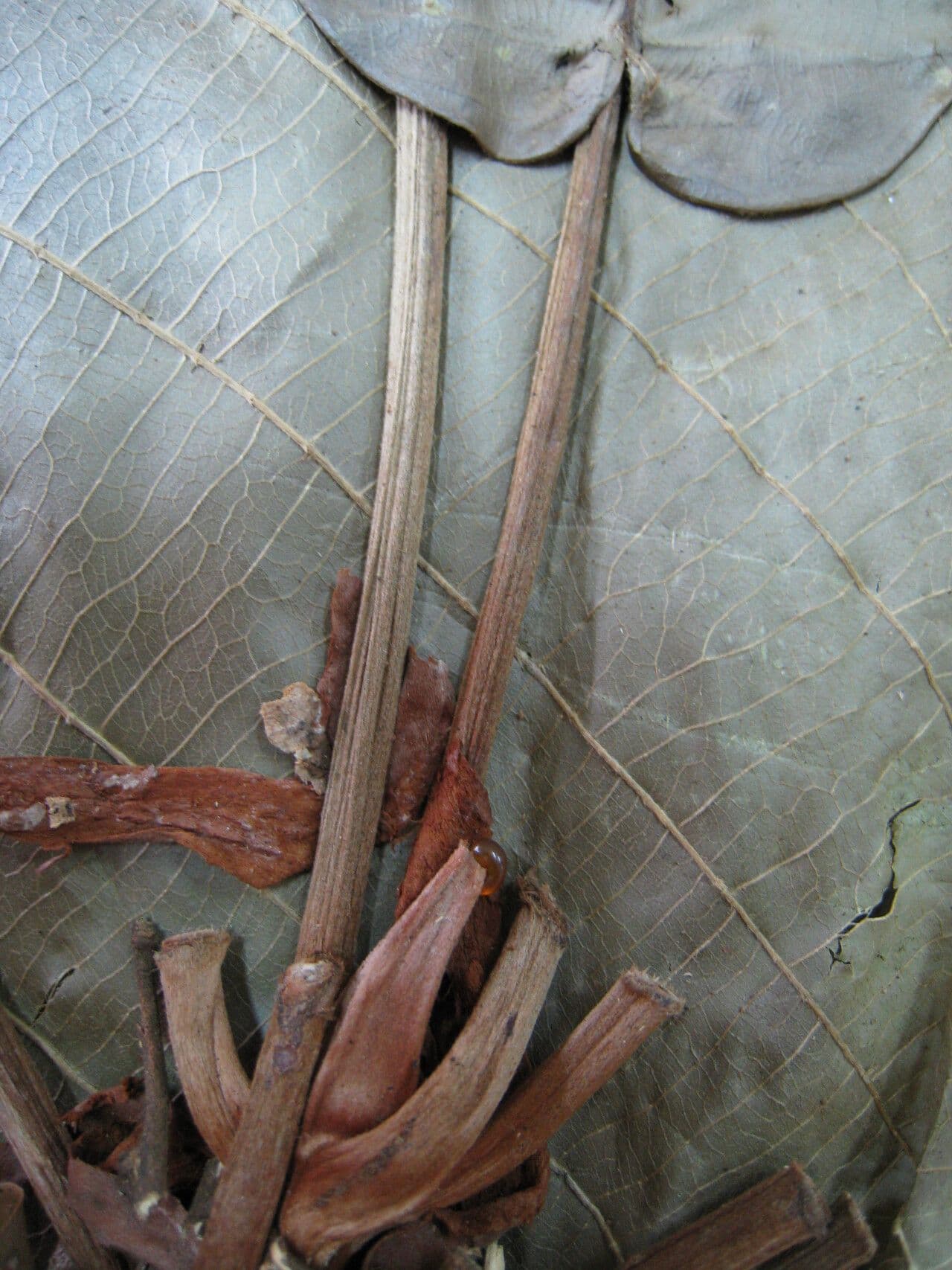 Duroia 21