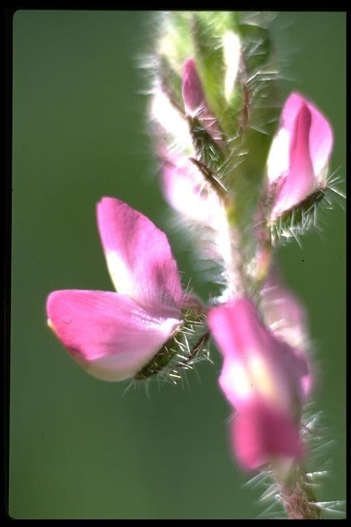 Borstiger Lupine 3
