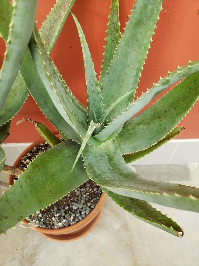 Aloe 2