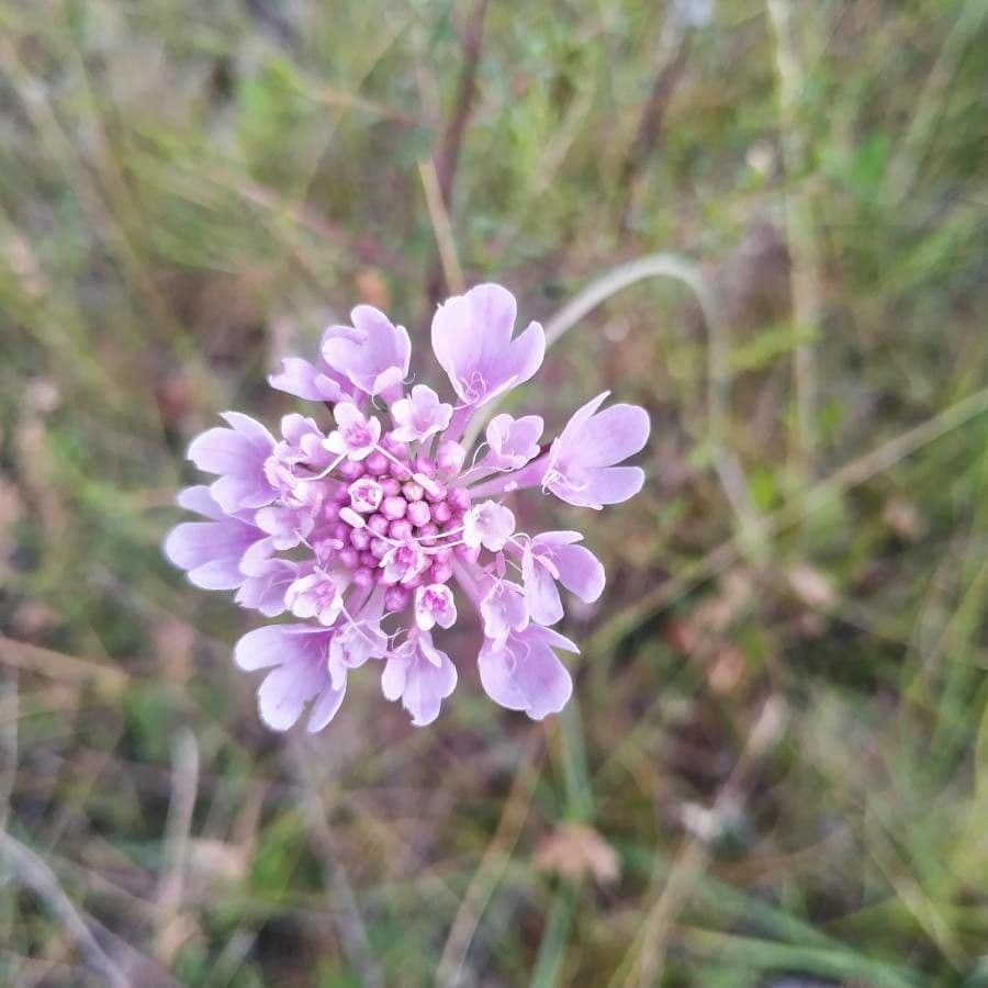 Scabiosa triandra 8