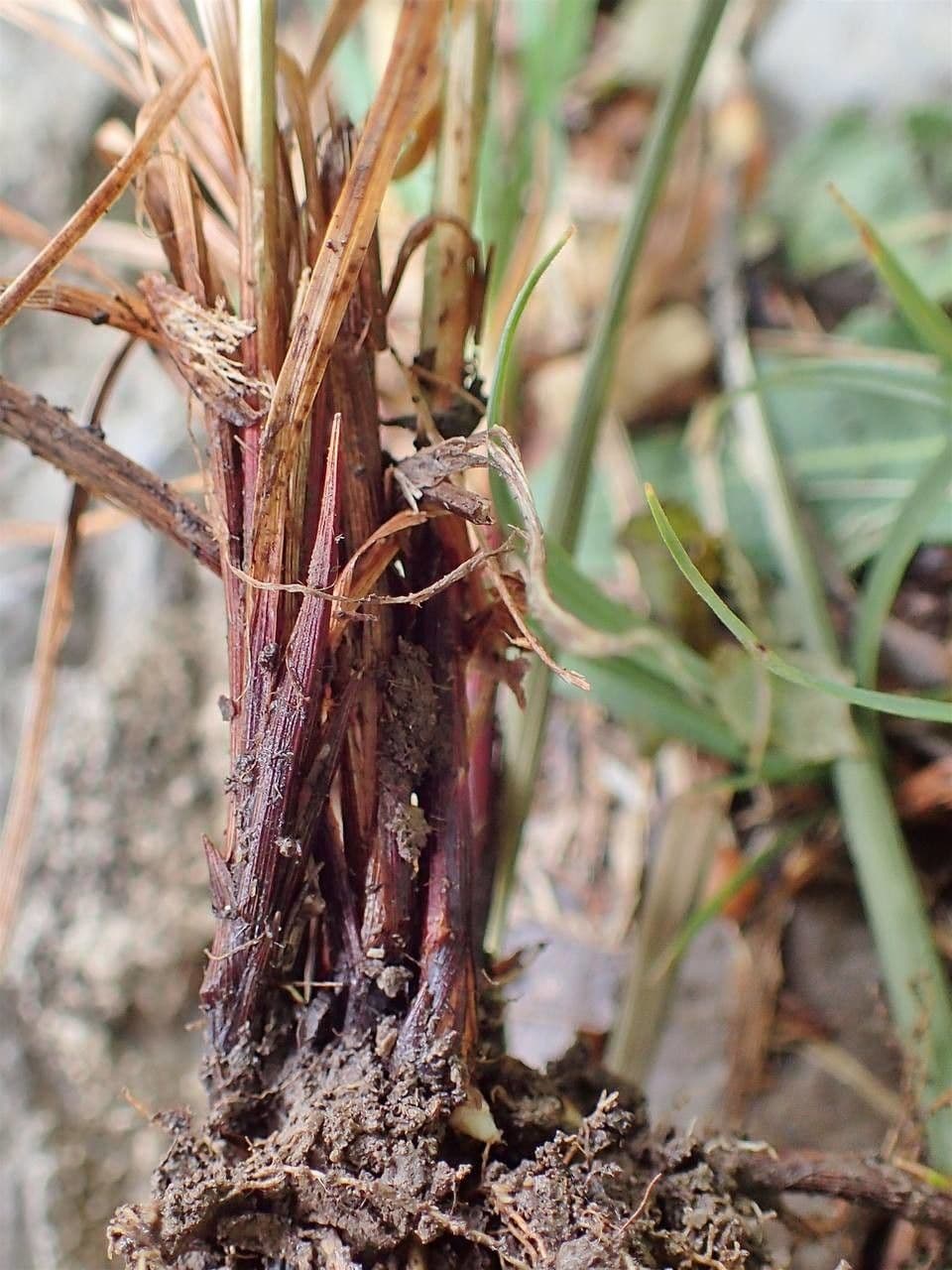 Carice filiforme 6