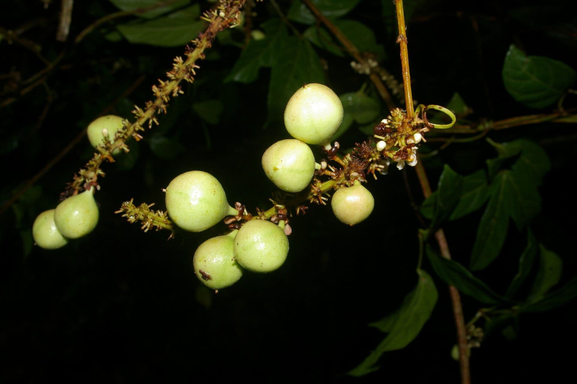 Paullinia pinnata 4
