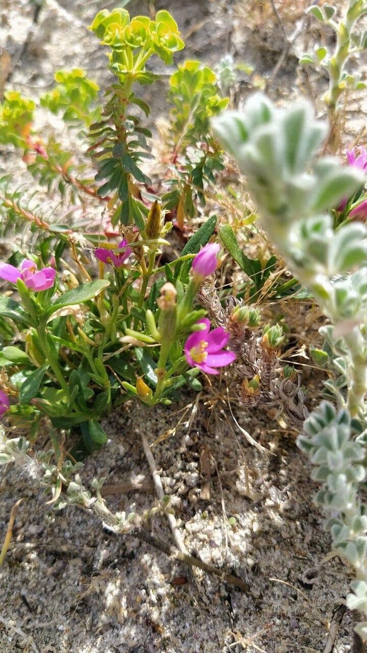 Centaurium 6