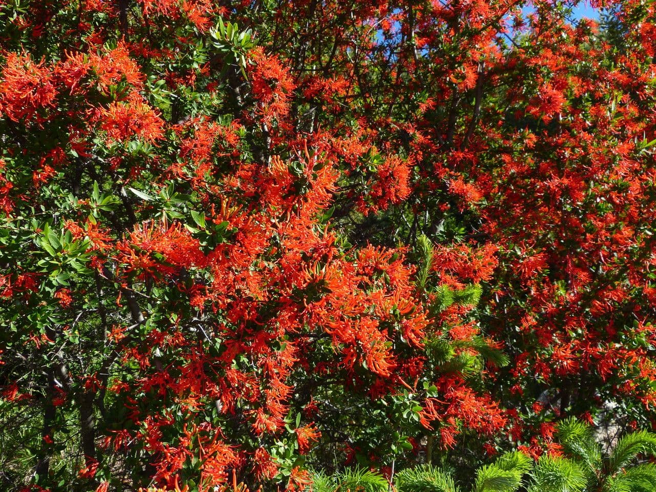 Embothrium 12