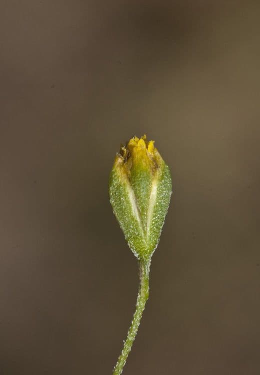 Schkuhria 3