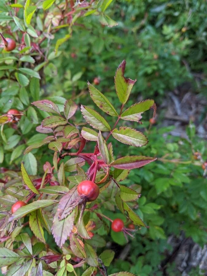 Swamp rose 12