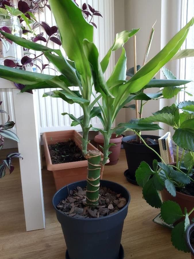Duftende Drachenbaum 15