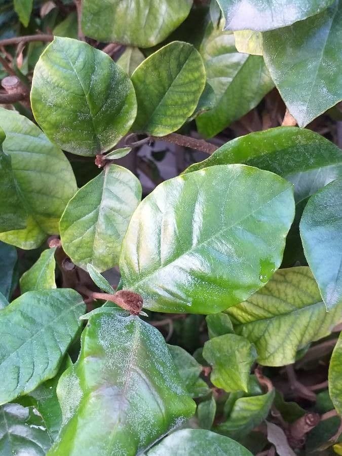 Trichocladus