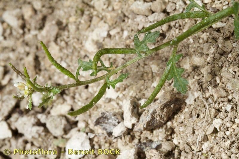 Erucastrum supinum 11