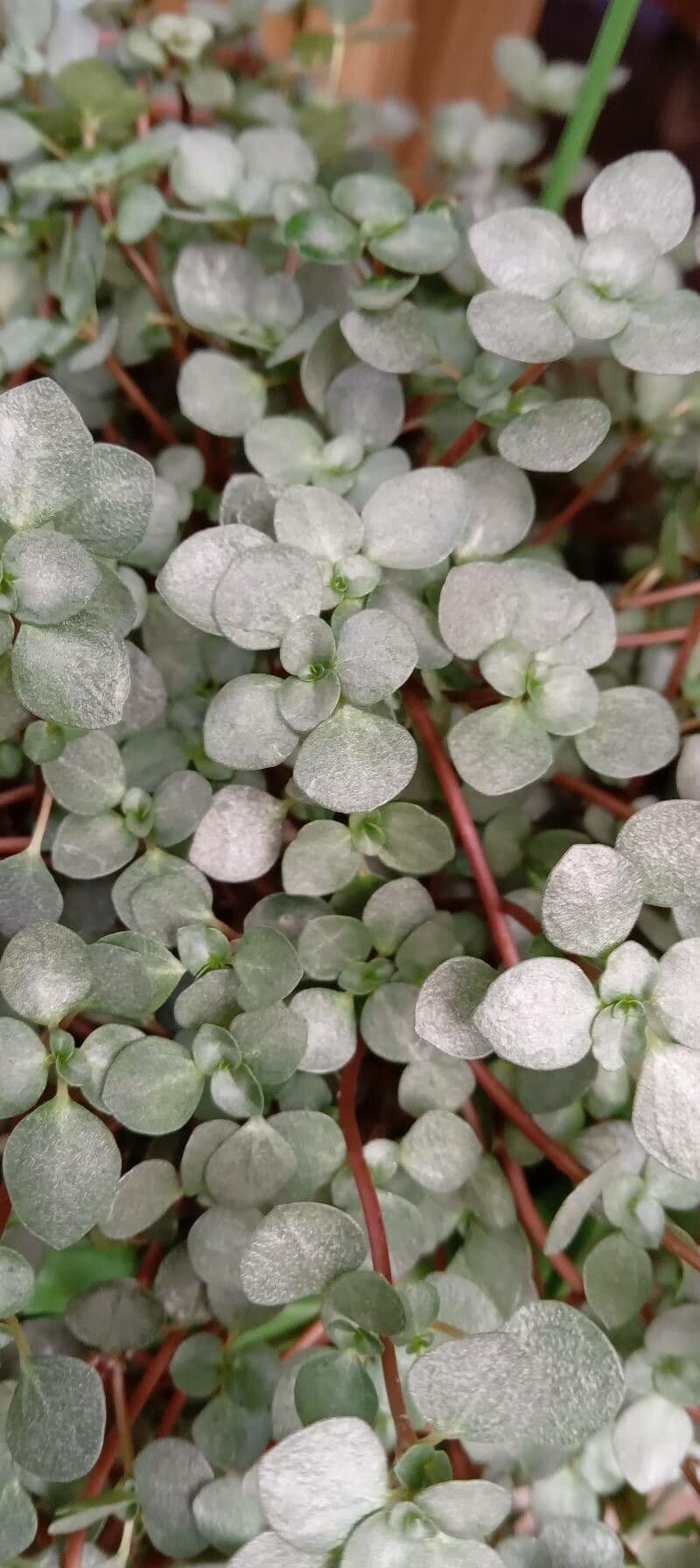 Pilea 9