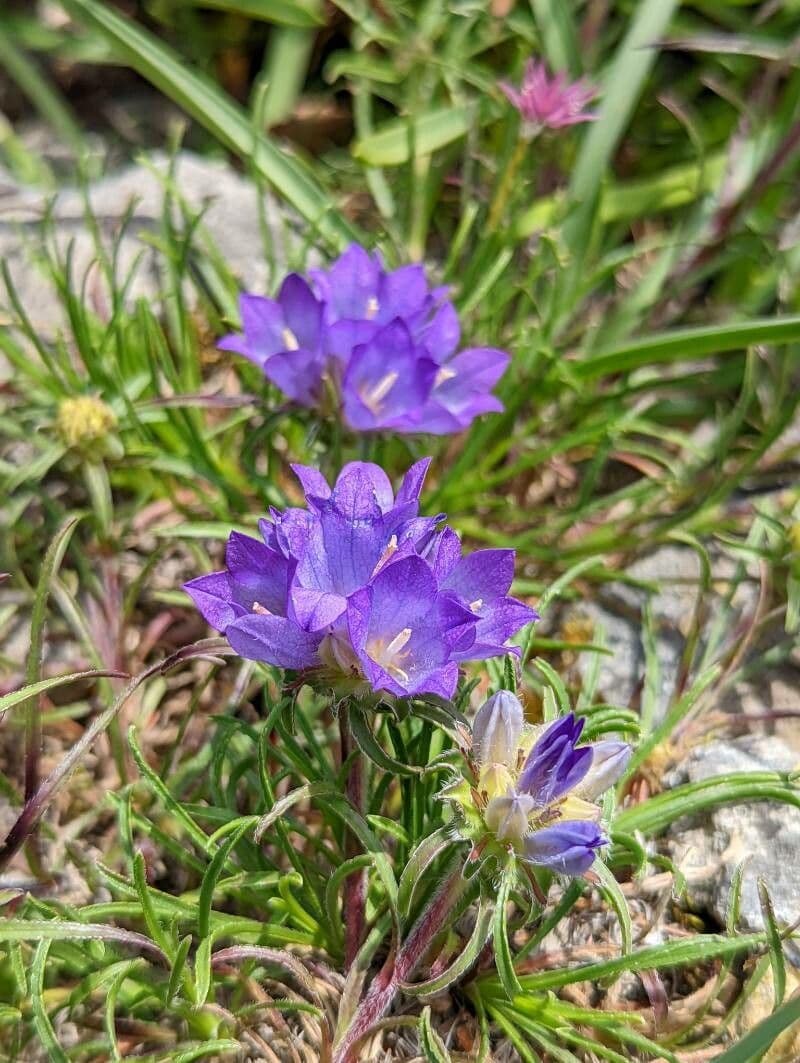 Grasblättrige Glockenblume 4