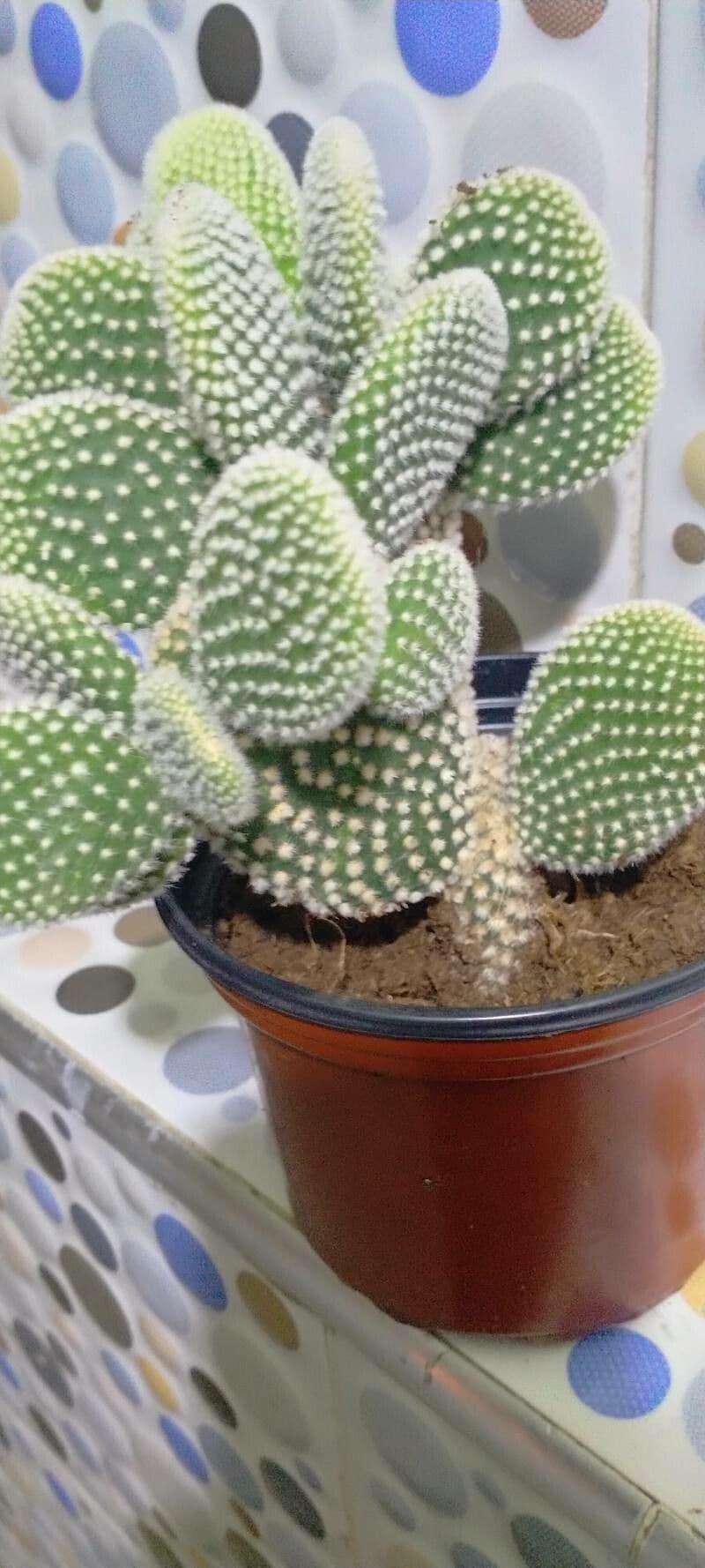 Nopal 5
