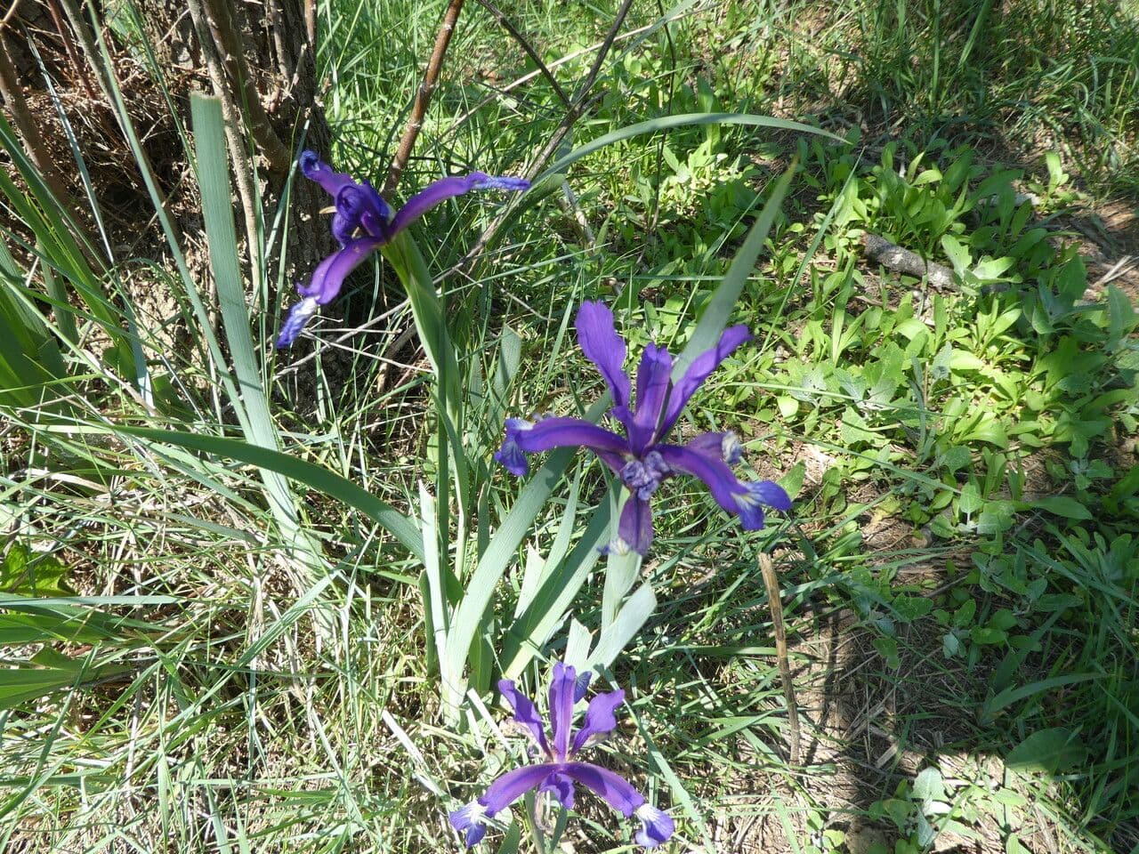 Iris spuria 19