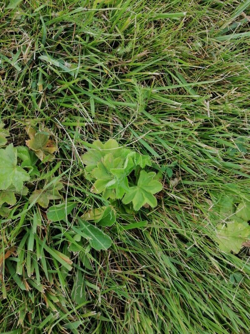 Alchemilla comune