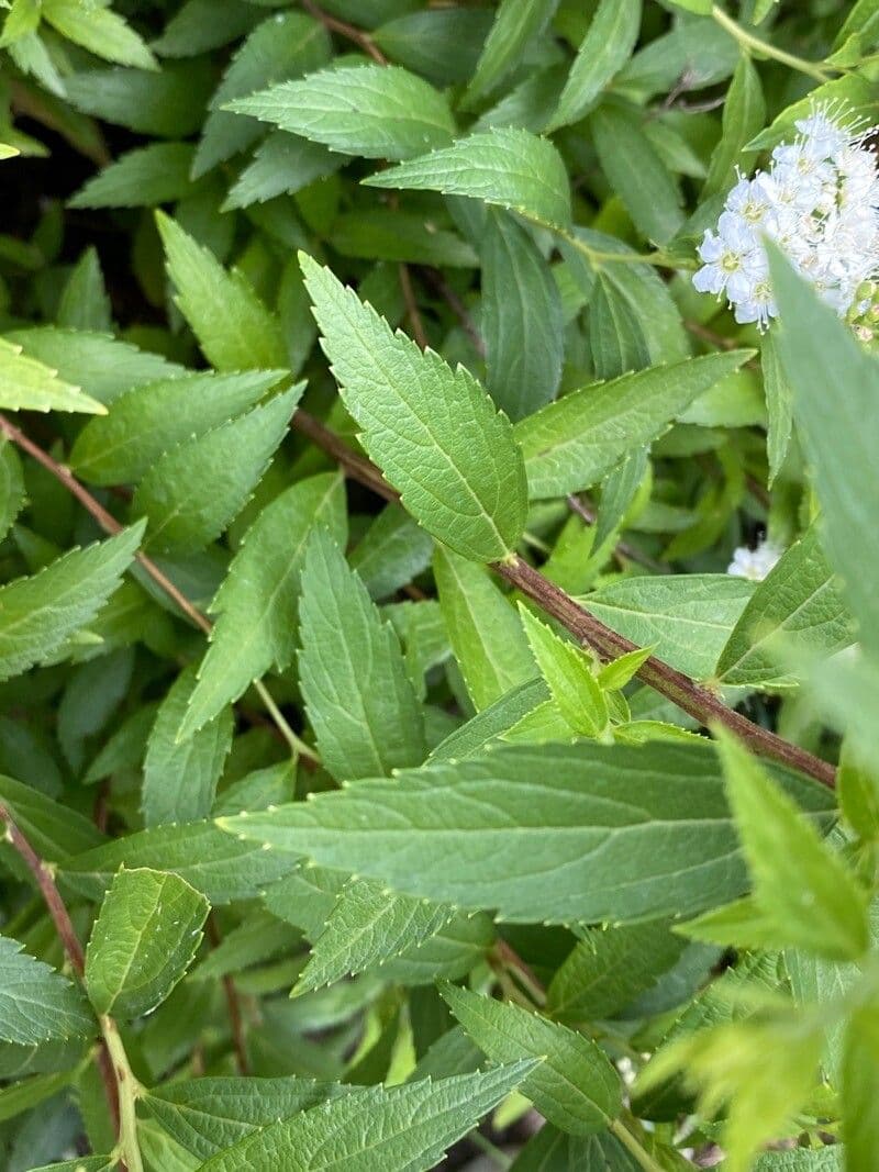 Spirea bianca 18